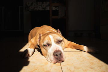 Cute dog on tiled floor sleeping in sunlight