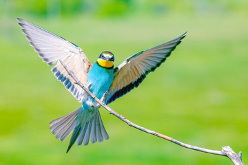 Colorful birds (Merops apiaster), on a branch on a green background