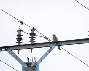 The common kestrel and the anthropic environment