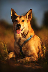 Naklejka premium Loyal dog lying in meadow in sunset