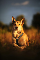 Loyal dog lying in meadow in sunset