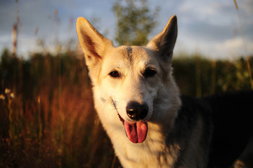 Dog walking in grass in evening at nature