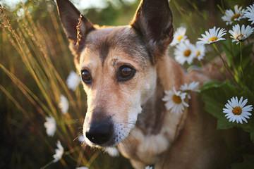 Happy dog in blooming field at summer day