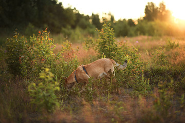 Obedient dog standing in field in sunset
