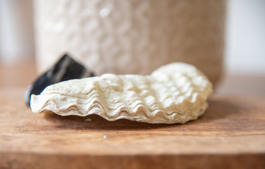 Shell on a wooden board