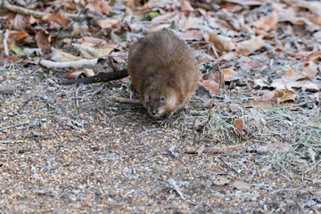 young muskram searches for food