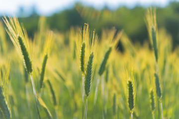 Grain in the field