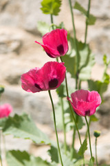 Obraz premium Pink poppies in sunlight
