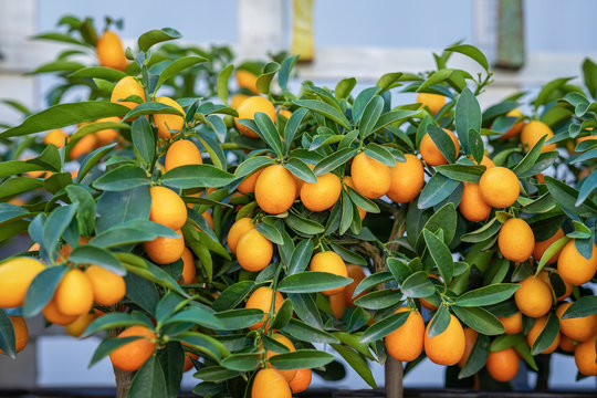 Rich fruit harvest exotic kumquat fruits on mini trees in greenhouse.