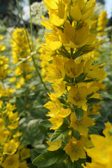 Tower of Yellow Flowers