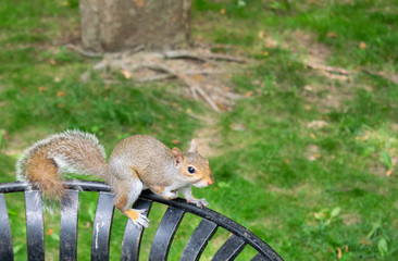 squirrel in the park