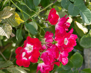 Red wild roses