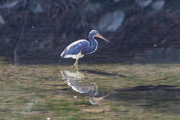 Little blue heron (Egretta caerulea)