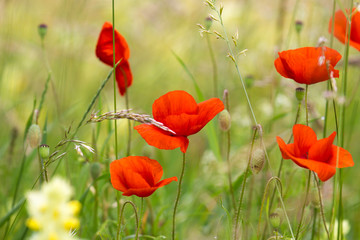Obraz premium red poppy flowers in a field in front of a soft background in soft colors