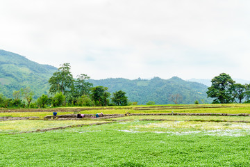 Fototapeta premium Farmers work in the fields in mountainous Laos. Province Shenghuang.
