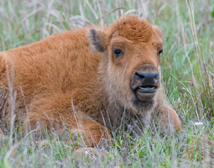 Fototapeta premium Bison calf in the Wichita Mountains