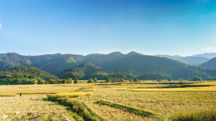 Fototapeta premium Rolnicy zbierają ryż na polach w górzystym Laosie. Prowincja Shenghuang.
