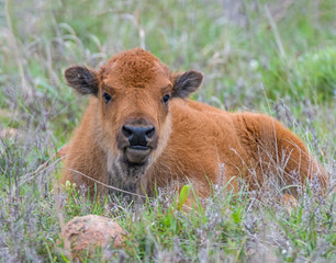 Bison calf in the Wichita Mountains © David McGowen