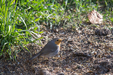 Robin sits in front of a picket fence on the ground looking for food