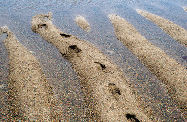 footprints on the beach
