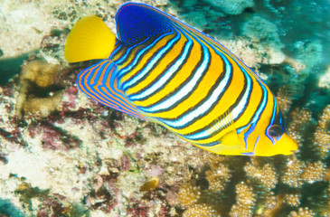 Imperial angelfish (Pomacanthus imperator) on a coral reef in the Indian ocean.