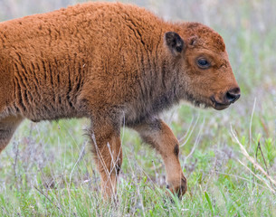 Fototapeta premium Bison calf in the Wichita Mountains