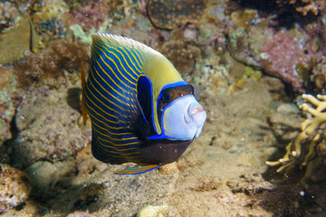 Fototapeta na wymiar Imperial angelfish (Pomacanthus imperator) on a coral reef in the Indian ocean.