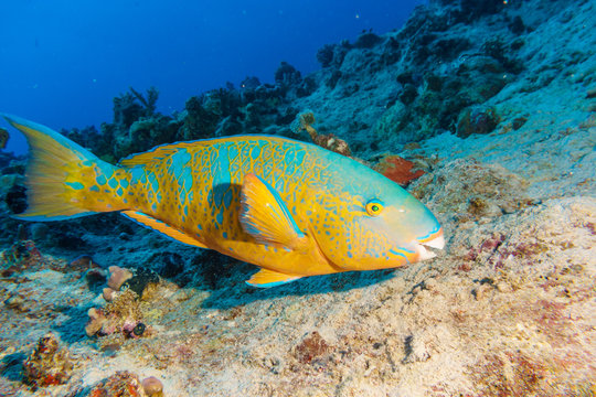 A colorful parrot fish feeds on a tropical coral reef. Indian ocean.