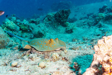 Blue-spotted Stingray on a coral reef. Indian ocean.