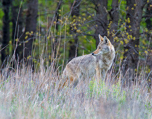 Coyote in the Wichita Mountains