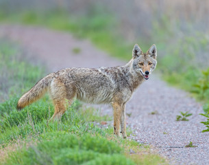 Naklejka na ściany i meble Coyote in the Wichita Mountains