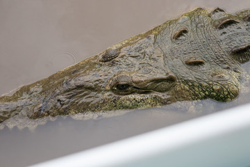 crocodile tarcoles river