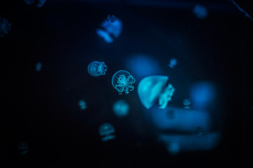 Glowing Jellyfish