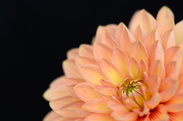 Close up of Orange Dahlia in lower right corner on a black background