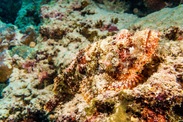 Naklejka na ściany i meble Scorpion fish is masked on a coral reef in the Indian ocean.