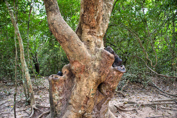 Tetrameles nudiflora is the famous spung tree