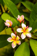 Plumeria is a pink and white tropical flower blooming on a tree.