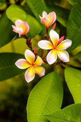Plumeria is a pink and white tropical flower blooming on a tree.