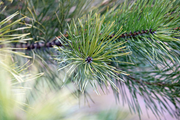 Naklejka na ściany i meble pine branches close up