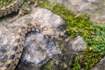 Pequena cobra a passear nas pedras com ervas