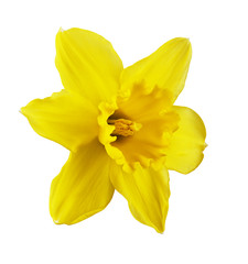 Yellow narcissus flower