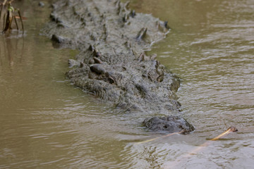 crocodile tarcoles river