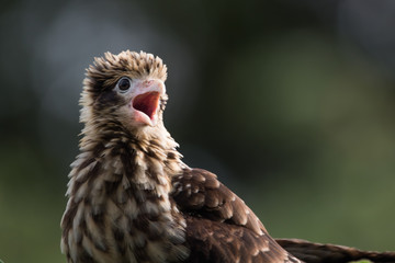 Caracara Pigeon