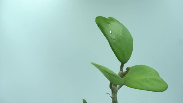 Heart leaf with white background. love nature concept.
