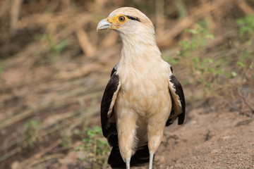 Crested Caracara