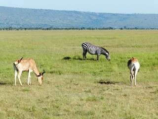 Naklejka na ściany i meble a zebra and two antelopes grazing in the African savannah