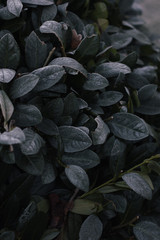Abstract background of green frosty bay leaf on bush at winter. Hoarfrost on the bay leaves, atmospheric photo.