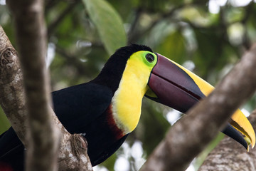 Yellow-throated toucan