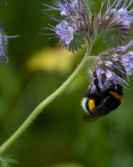 Bumble-bee pollinates purple field flowers