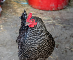 Black and white chicken close up